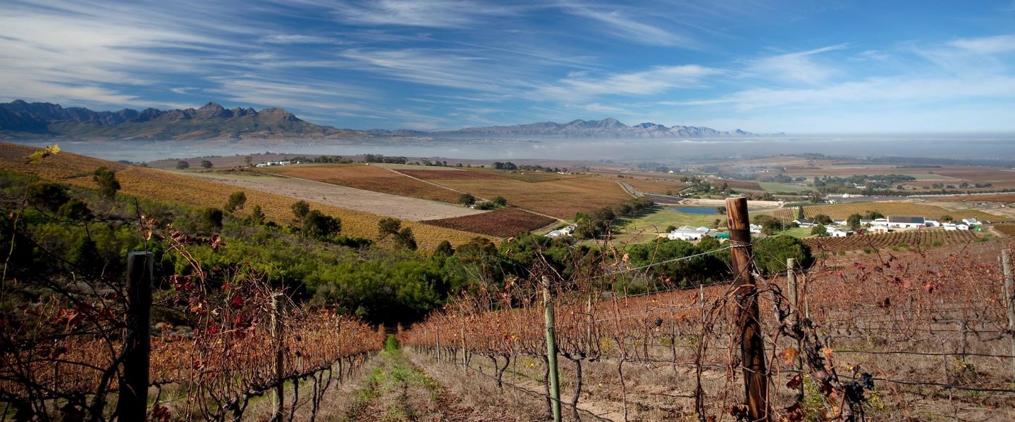 Beau Joubert Vines over Stellenbosch