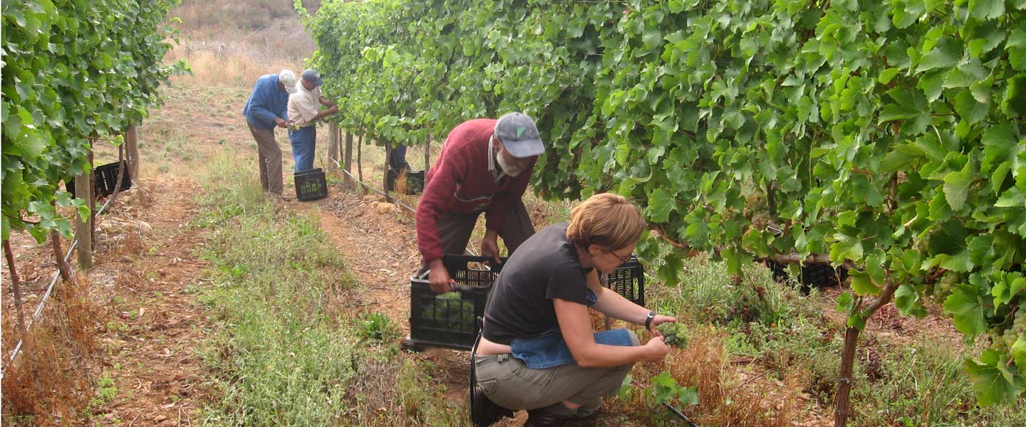 Picture of people picking grapes by Newton Wines