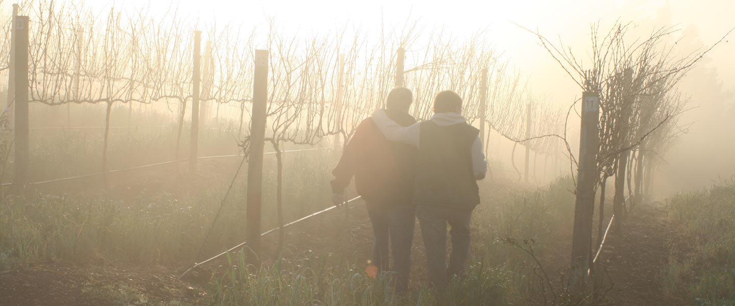 Picture of two people walking between bare vines in the mist by Newton Wines