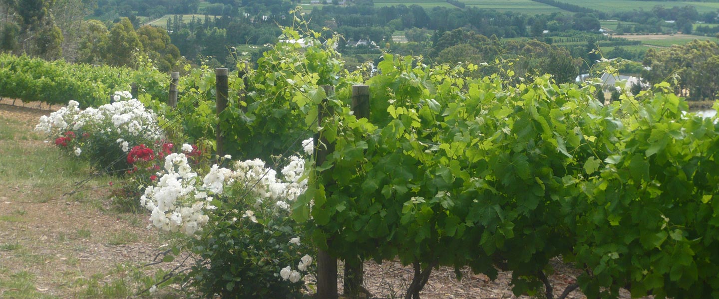 Vineyards and wines supplied by Newton Wines of Devon