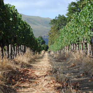 The Lynx Winery Estate distributed by Newton WInes, Crediton