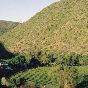 Peter Bayly Vineyard in Groenfontein Valley by Newton Wines